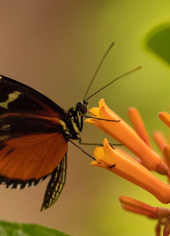 Butterfly-inspired AI technology for multi-sensory decision making