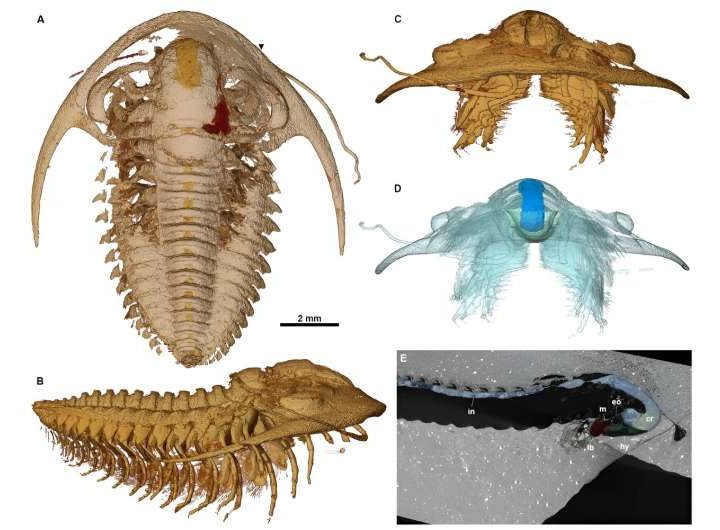 A ‘trilobite Pompeii’: Perfectly preserved fossils of ancient sea critters found buried in volcanic ash