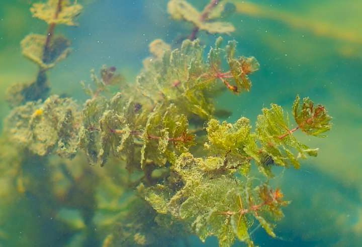 Algae offer real potential as a renewable electricity source, research shows