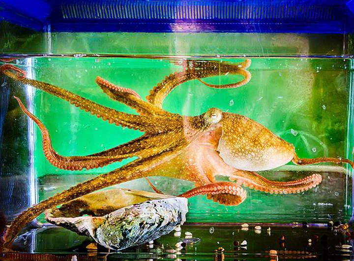 From ‘CyberSlug’ to ‘CyberOctopus’: New AI explores, remembers, seeks novelty, overcomes obstacles