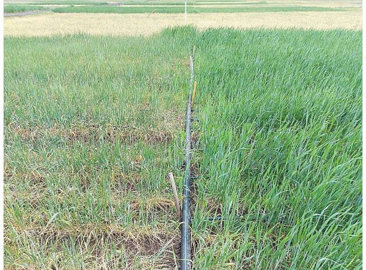 Maximizing wheat productivity with supplemental irrigation