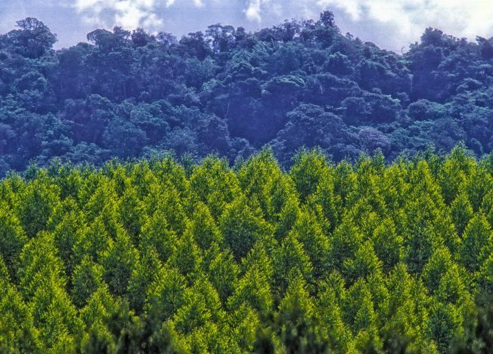 Reforestation Optimized: Cutting-Edge Methods to Boost Carbon Sequestration