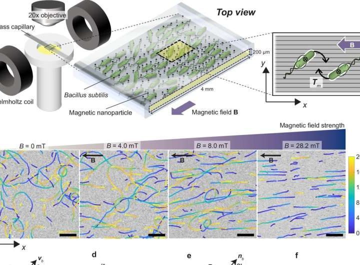 Getting bacteria into line: Physicists use magnetic fields to manipulate bacterial behavior