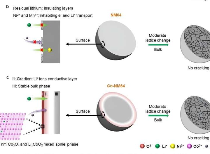 Rational layered oxide cathode design achieves low-cobalt, high-performance lithium-ion batteries