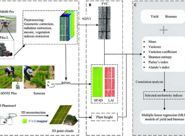 New UAV-based method enhances wheat uniformity monitoring and yield prediction