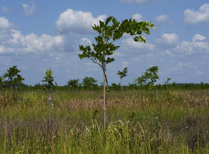 Pongamia trees grow where citrus once flourished, offering renewable energy and plant-based protein