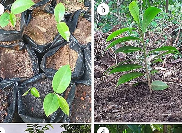 Research team uncovers optimal conditions for soursop cultivation