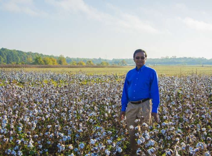 Researchers create groundbreaking cotton quality model to aid farmers
