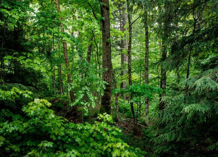 Defying Expectations: Mature Trees Show Significant New Growth Amid Rising CO2