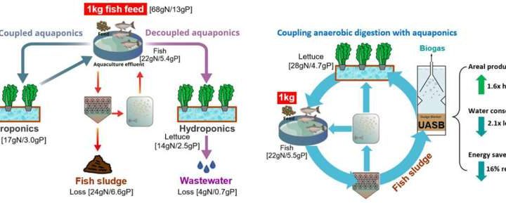 A unique aquaponics system to produce more fish and vegetables with less energy