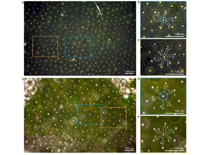 Could a plant guide the design of next-generation solar panels?