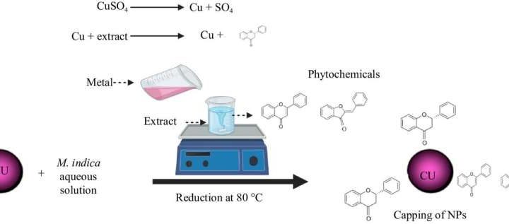 Green synthesis of copper oxide nanoparticles from mangifera indica: A solution for agricultural disease management