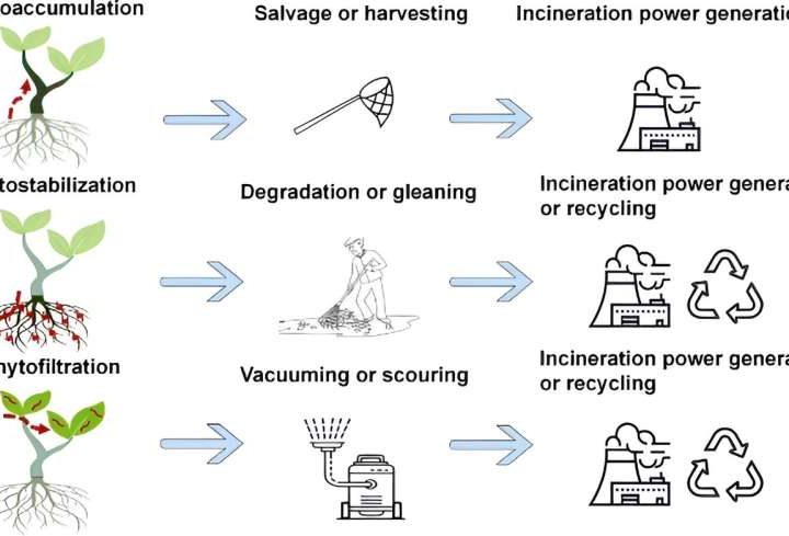 Green warriors: Plants on the frontline against microplastics