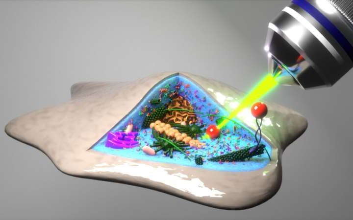 ‘Laser view’ into the avocado: New method reveals cell interior