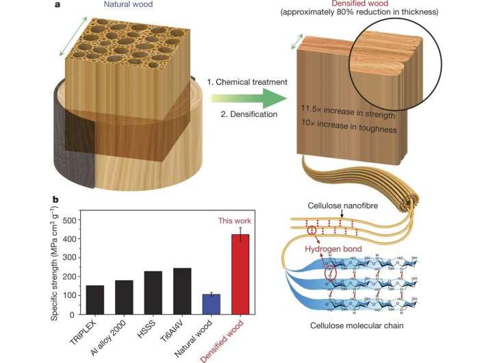 New genetically engineered wood can store carbon and reduce emissions