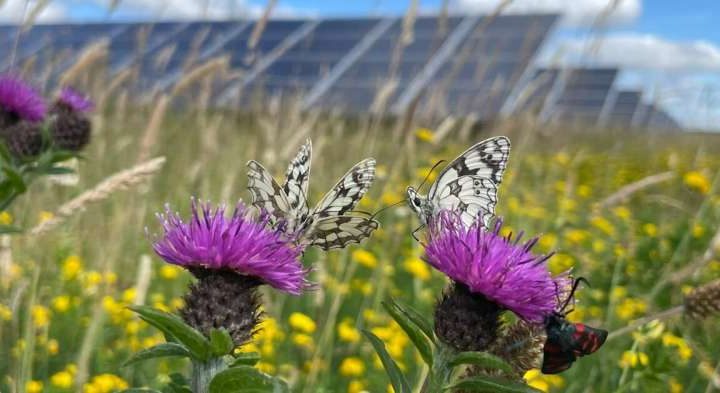 New solar farms can benefit nature—here’s how