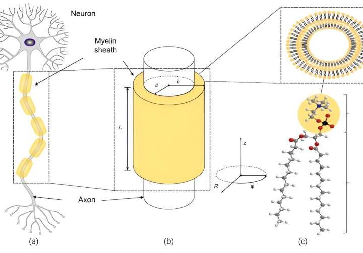 Photon entanglement could explain the rapid brain signals behind consciousness