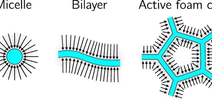 Physicists develop new model that describes how filaments assemble into active foams