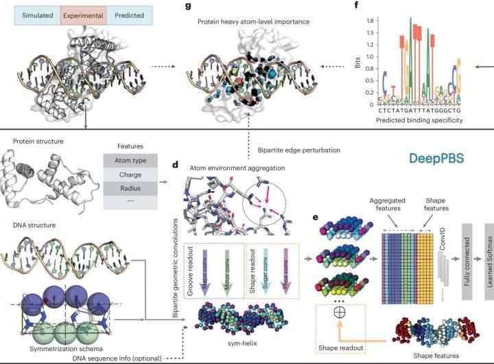 Researchers develop AI model that predicts the accuracy of protein–DNA binding