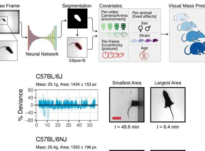 Researchers develop stress-free method to weigh mice using computer vision