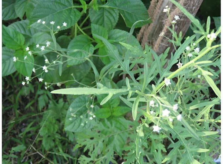 Researchers propose method to manage the invasive weed congress grass