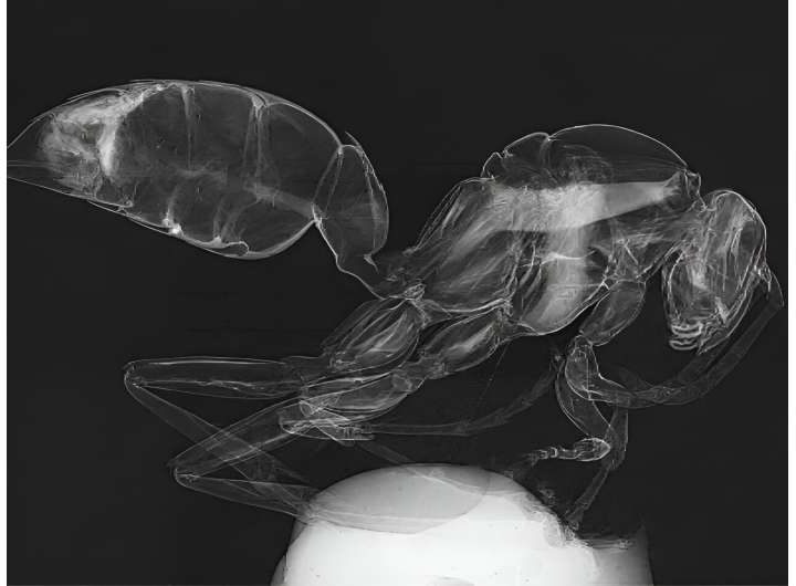 Novel light transport model improves X-ray phase contrast imaging