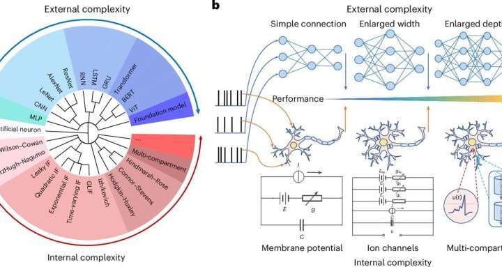 Scientists establish brain-inspired network model to bridge AI and neuroscience