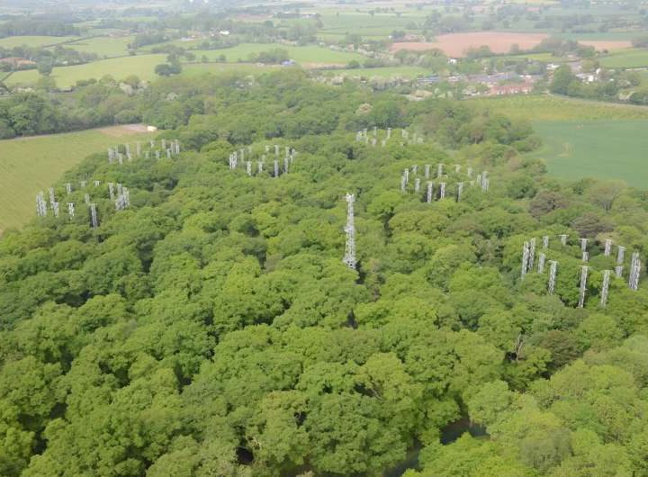 Researchers pump extra CO₂ into an oak forest and discover trees will be ‘woodier’ in future