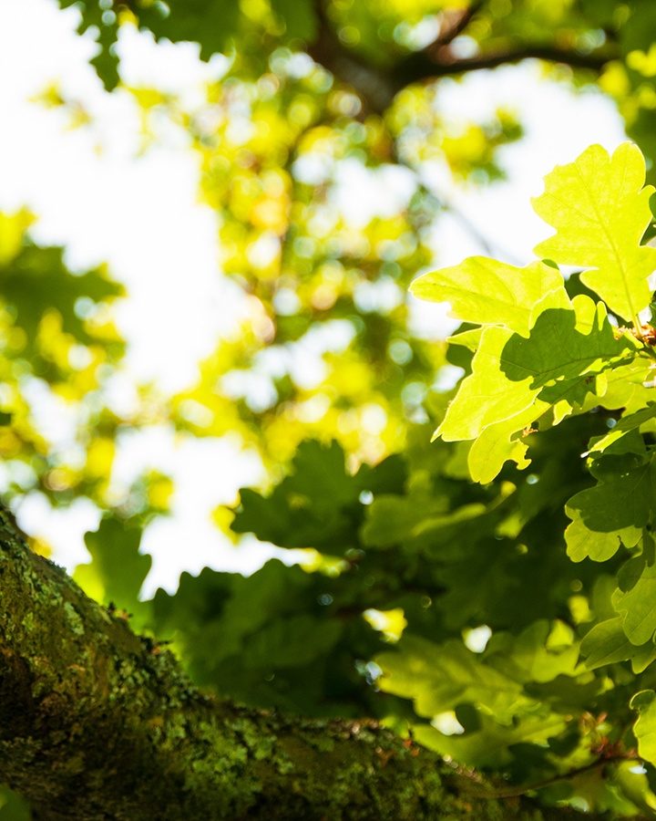 Mature forests help tackle climate change by acting as carbon stores, new study reveals