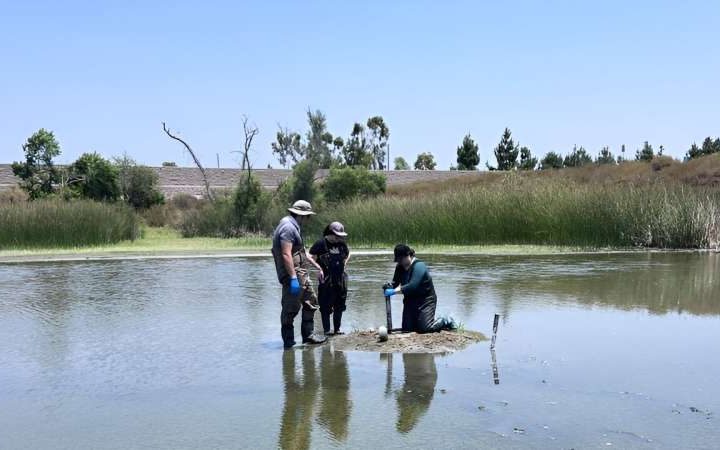 Researchers study carbon capture in Upper Newport Bay salt marshes