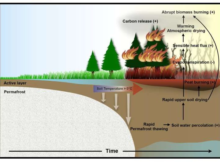 Climate models predict abrupt intensification of northern wildfires due to permafrost thawing