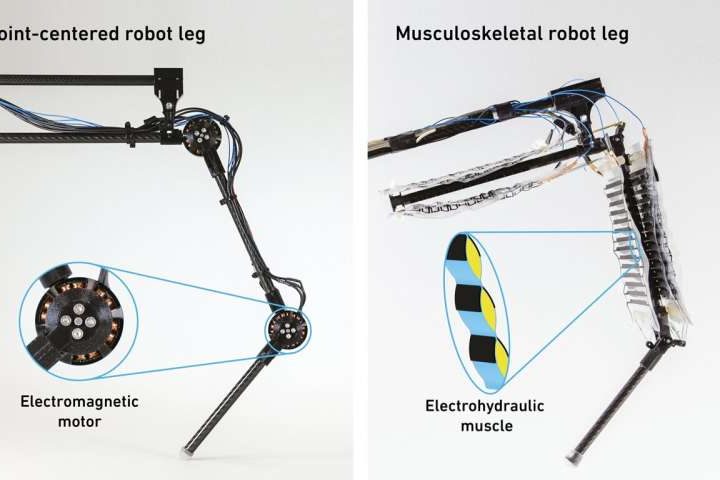 Robot leg powered by artificial muscles outperforms conventional designs