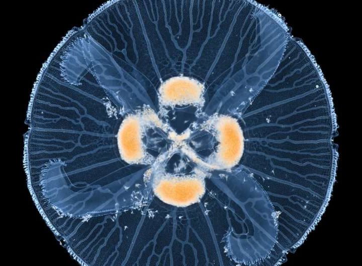 From branches to loops: The physics of transport networks in nature