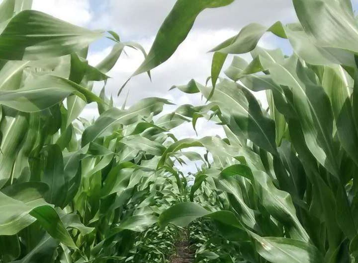 Growing key biomethane crop on peat emits three times more CO₂ than using natural gas, finds study