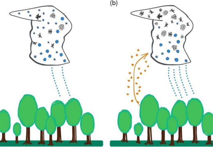 Pollen affects cloud formation and precipitation patterns, researchers find