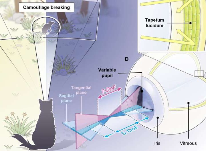 Scientists mimic cat eyes to create artificial eye that sees better in the dark, detects camouflaged objects