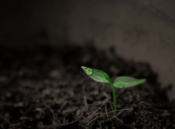 Biochar doesn’t just store carbon—it stores water and boosts farmers’ drought resilience