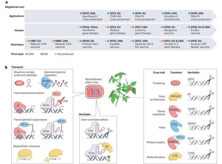 A roadmap for using viruses to enhance crop performance