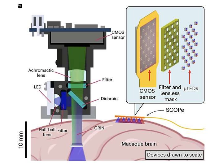 New ultrathin optical device can precisely capture and stimulate the mammalian brain