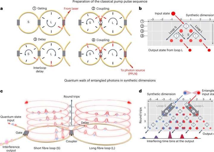 Quantum research breakthrough uses synthetic dimensions to efficiently process quantum information