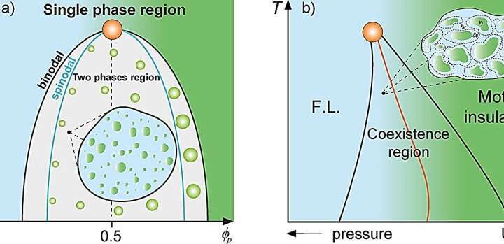 Study proposes that proteins can compartmentalize and form droplets inside cells