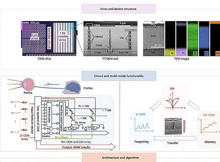 Optoelectronic device mimics human vision for diversified in-sensor computing