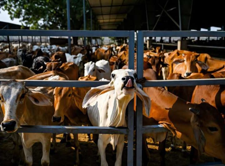 Sacred cow: Coal-hungry India eyes bioenergy to cut carbon