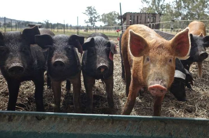 AI optimizes hog farming profitability: Advanced machine learning streamlines market-timing decisions