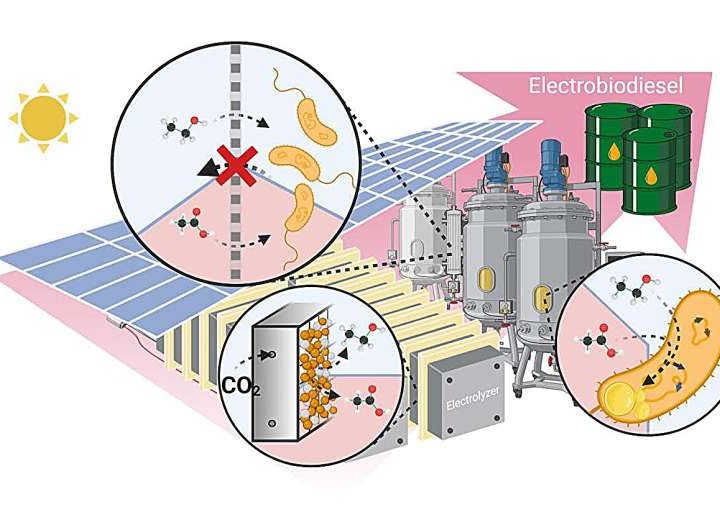 Novel electro-biodiesel offers a more efficient, cleaner alternative to existing options