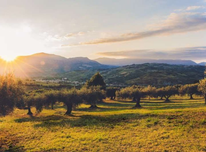 More energy and more oil: Photovoltaic plants and hedgerow olive groves found to be more productive on the same land