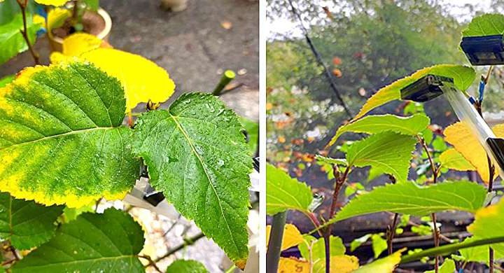 Smart agriculture technology attaches directly to underside of leaves for monitoring plants