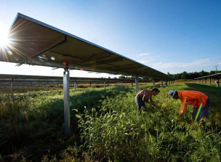 Utility-scale solar fields can foster abundant biodiversity, say researchers