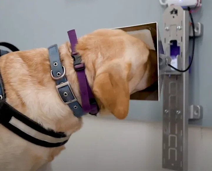 Dogs team up with AI to sniff out cancer