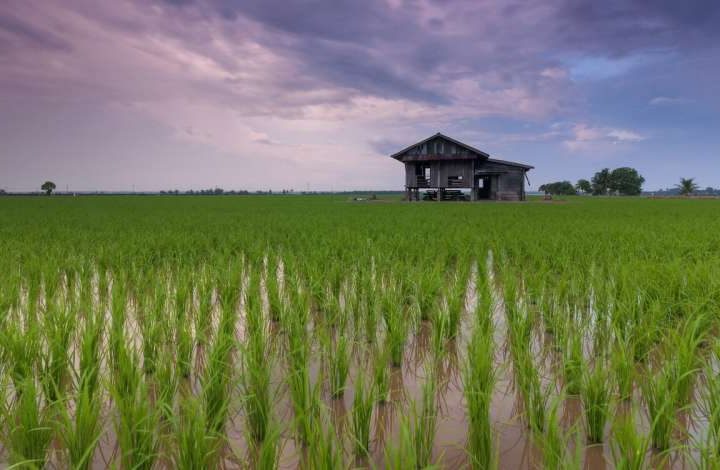 AI-driven satellite analysis helps protect rice farming in climate-vulnerable regions